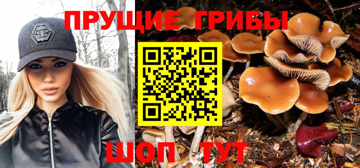 Псилоцибиновые грибы GOLDEN TEACHER Санкт-Петербург